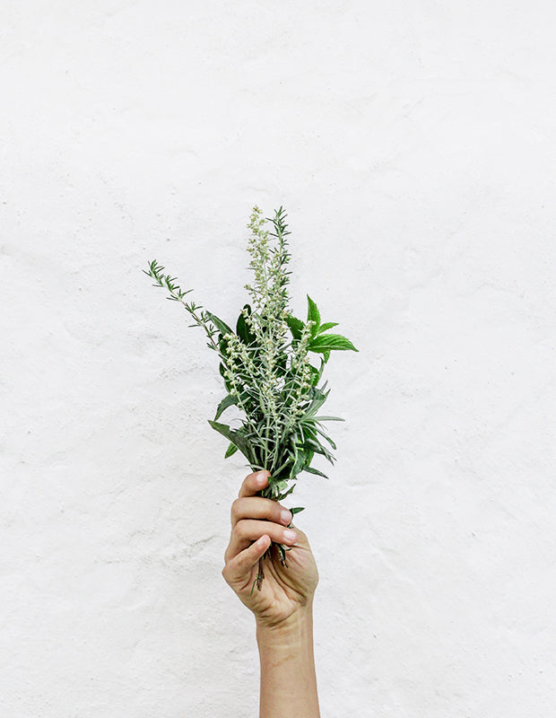 a hand sweetly holding a bunch of fresh herbs