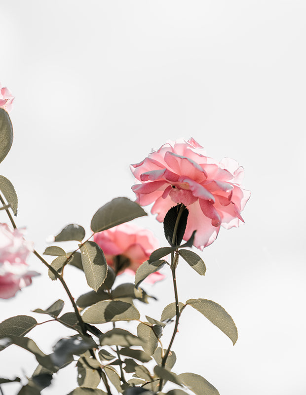delicate pink roses, sensitive skin