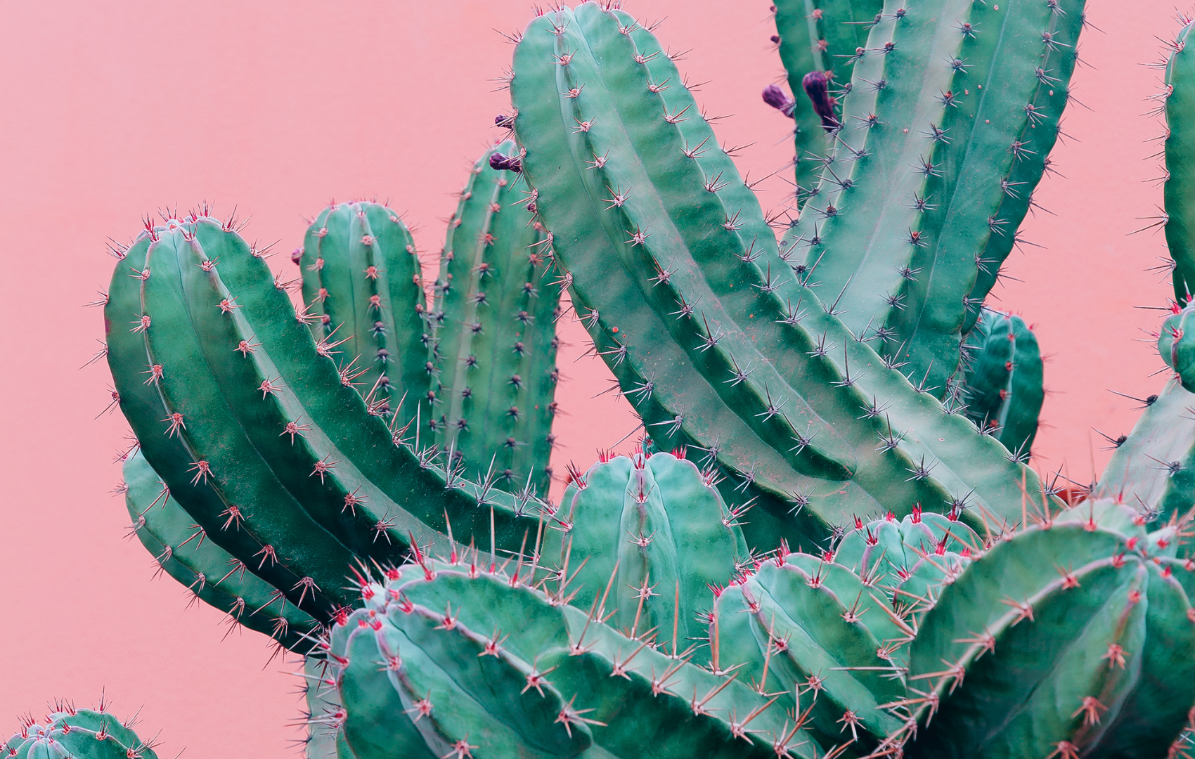 Cactus_Prickly_DrySkin