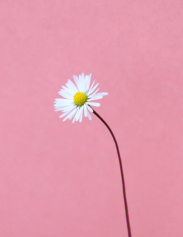 a perky white flower stands against a pretty pink background