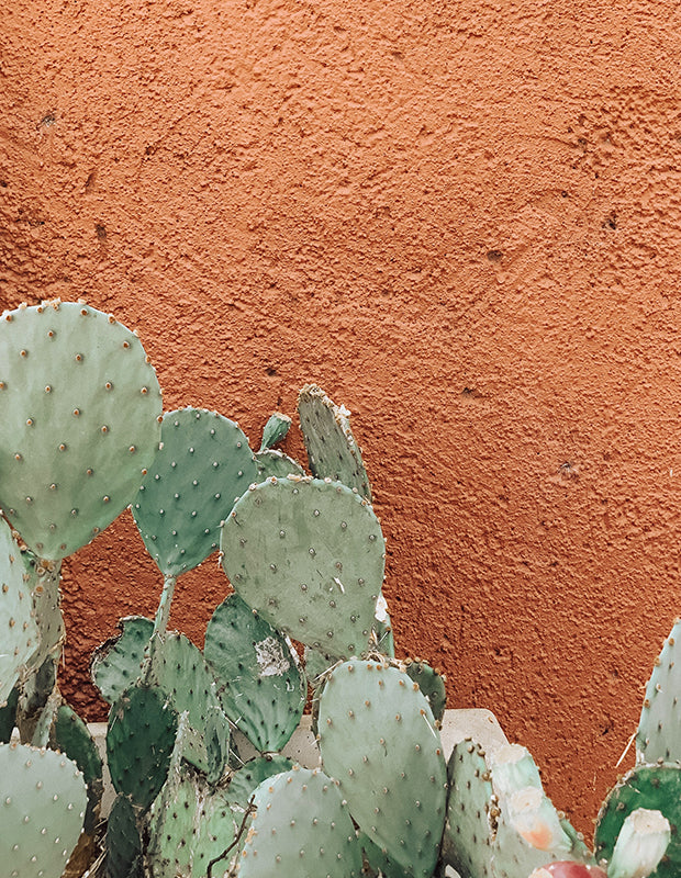 a dry adobe wall with cactus growing in front