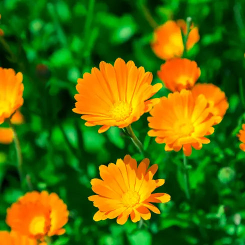 Calendula Tarot Seed Packet by Sow the Magic