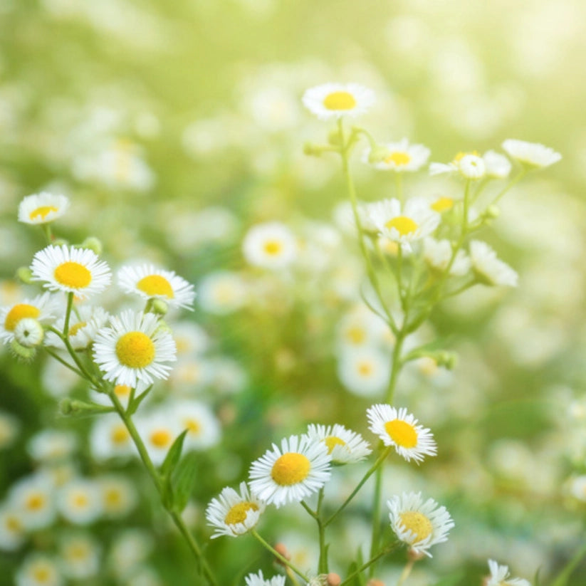 German Chamomile Tarot Seed Packet by Sow the Magic