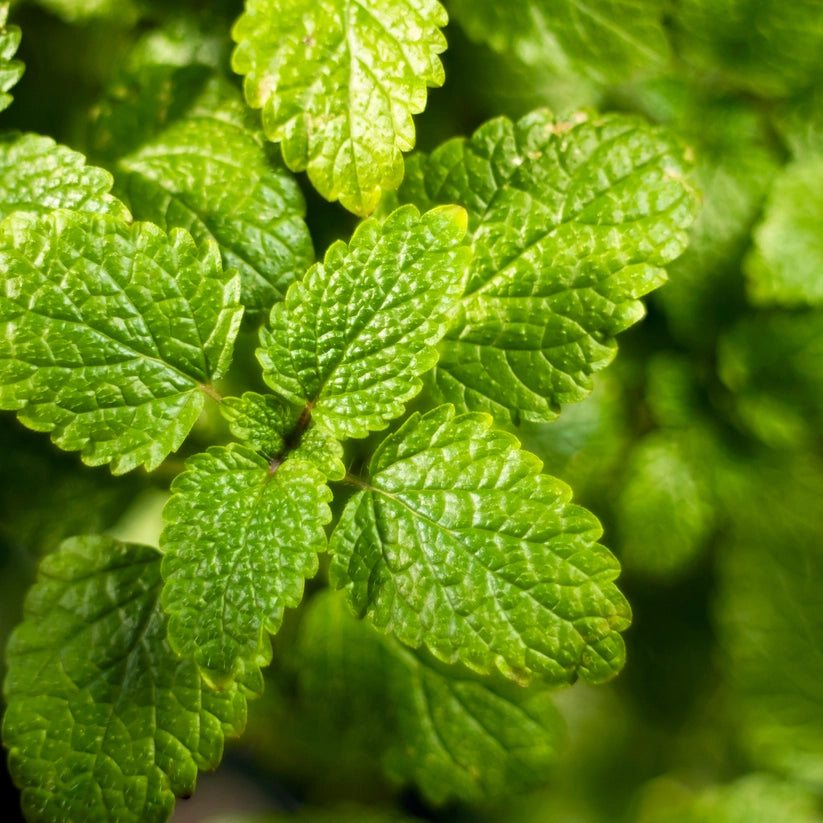 Lemon Balm Tarot Seed Packet by Sow the Magic
